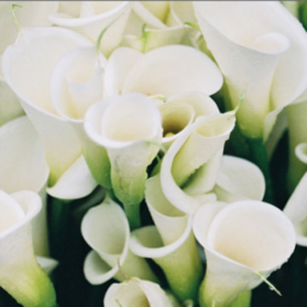 Calla Lily