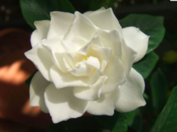 Gardenia