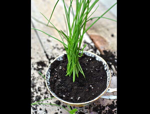 Herbs in a teacup