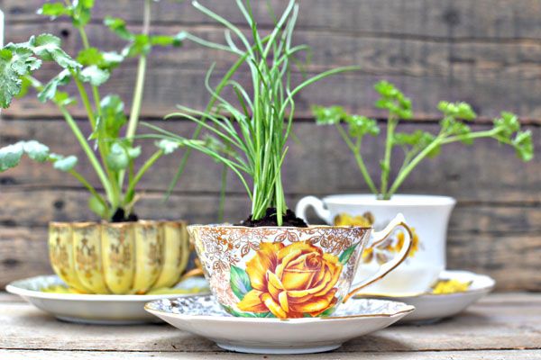 Herbs in a teacup
