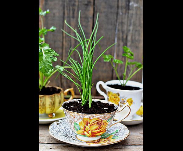 Herbs in a teacup