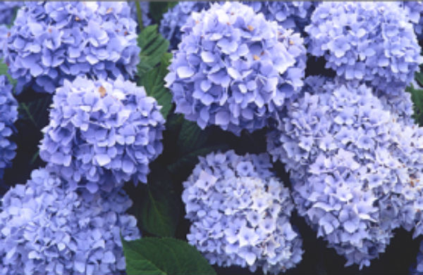 Hydrangea