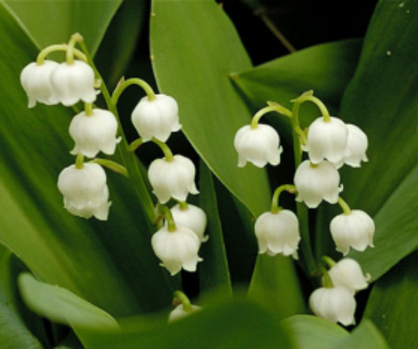 Lily of the Valley