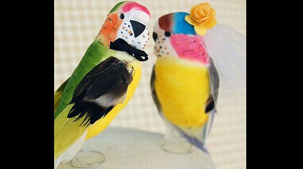 Parrot love birds wedding cake