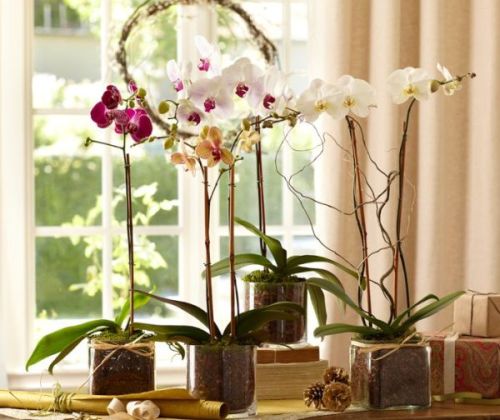 Phalaenopsis Orchid Glass Vase