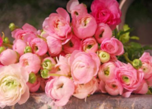 Ranunculus