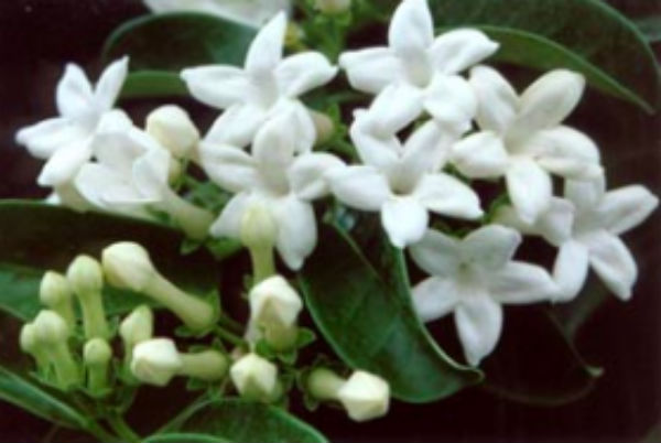 Stephanotis