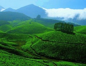 Tea_Gardens_at_Devikulam,_Munnar