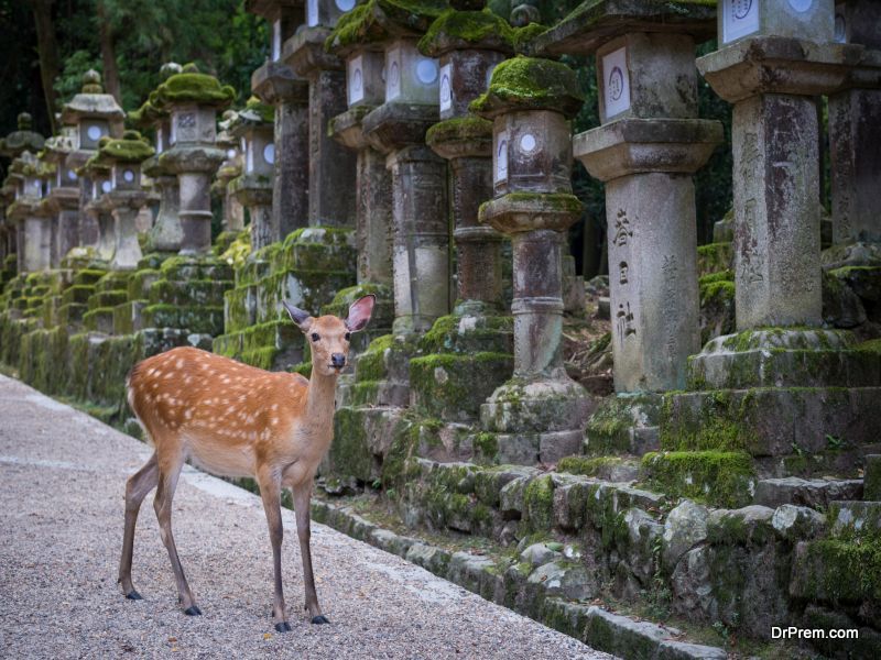 Nara Japan